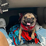Luna joined the competition — help win amazing prizes! dog, pug, pet, car_interior, blanket, red_harness, person, legs, jeans, ripped_jeans, sneakers, white_shoes, footwell, air_freshener, Little_Trees, tongue_out, happy_dog, seated, indoor, vehicle