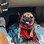 dog, pug, pet, car_interior, blanket, red_harness, person, legs, jeans, ripped_jeans, sneakers, white_shoes, footwell, air_freshener, Little_Trees, tongue_out, happy_dog, seated, indoor, vehicle