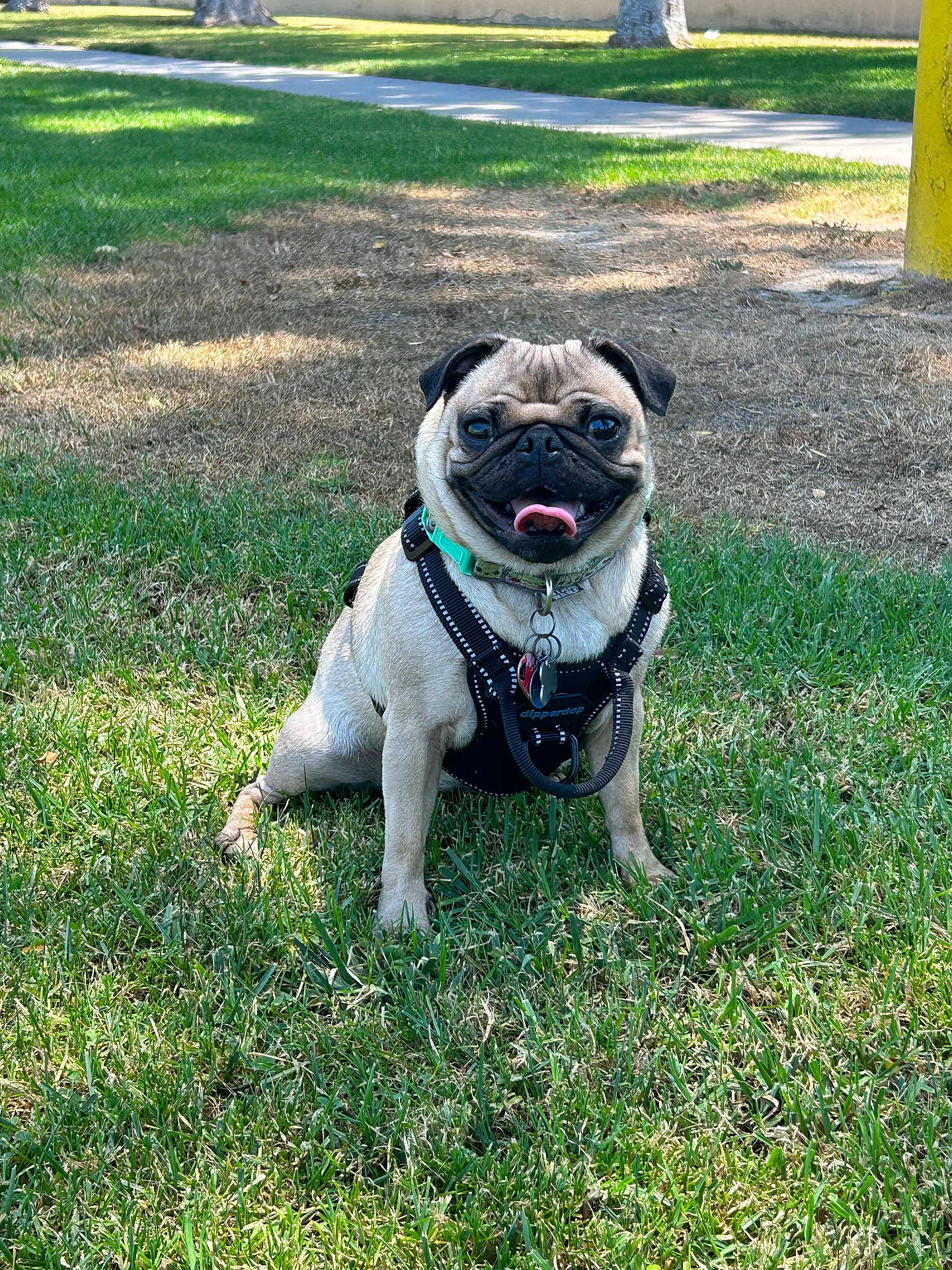 Luna