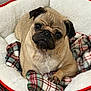 Luna joined the competition — help win amazing prizes! dog, pug, pet, animal, bed, plaid, toy, cozy, indoor, cute, fur, paw, face, looking, resting, comfort, small_dog, canine, blanket, home