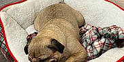 Luna is registered to the contest to win money with this photo: pug, dog, sleeping, pet_bed, plaid, blanket, toy, wooden_floor, indoor, cozy, resting, animal, cute, small_dog, furry, brown_dog, comfortable, relaxed, canine, nap