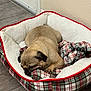 pug, dog, sleeping, pet_bed, plaid, blanket, toy, wooden_floor, indoor, cozy, resting, animal, cute, small_dog, furry, brown_dog, comfortable, relaxed, canine, nap