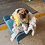 Luna joined the competition — help win amazing prizes! pug, dog, pet, yellow_clothing, blanket, chair, blue_chair, fur, indoor, concrete_floor, animal, looking_up, small_dog, pet_bed, cozy, cute, puppy, expression, fur_pattern, household