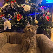 Arthur a rejoint le concours — aidez-le/la à gagner de superbes lots ! brown_couch, cat, christmas_tree, couch, cozy, decorations, festive, fluffy, furniture, gray_cat, holiday_decor, home, indoor, kitten, lights, looking_up, ornaments, pet, pinecones, red_flowers