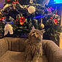 brown_couch, cat, christmas_tree, couch, cozy, decorations, festive, fluffy, furniture, gray_cat, holiday_decor, home, indoor, kitten, lights, looking_up, ornaments, pet, pinecones, red_flowers
