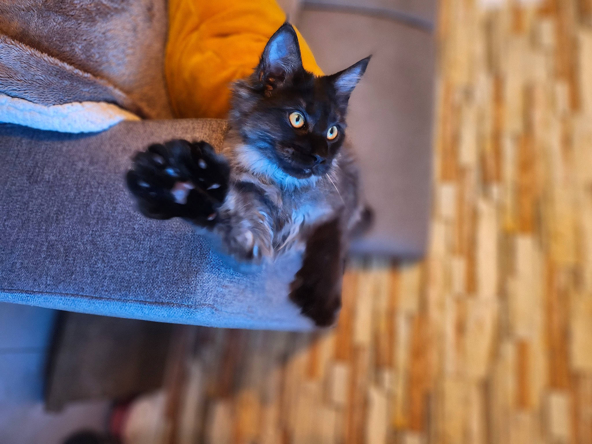 Ugo participe au concours pour gagner de l'argent avec cette photo : black_cat, bombay, carnivore, cat, comfort, couch, domestic_short_haired_cat, door, electric_blue, fawn, felidae, fur, grey, hardwood, pet_supply, small_to_medium_sized_cats, snout, tail, whiskers, wood