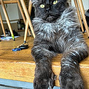 Ugo a rejoint le concours — aidez-le/la à gagner de superbes lots ! animal, cat, chair_legs, closeup, domestic_cat, floor, fluffy, fur, furniture, gray, indoor, mammal, paws, pet, portrait, relaxed, table, whiskers, wooden_table, yellow_eyes