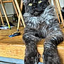 animal, cat, chair_legs, closeup, domestic_cat, floor, fluffy, fur, furniture, gray, indoor, mammal, paws, pet, portrait, relaxed, table, whiskers, wooden_table, yellow_eyes