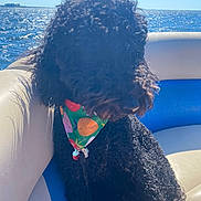Muffin is registered to the contest to win money with this photo: dog, curly_fur, black_dog, bandana, fruit_pattern, boat, boat_seat, water, ocean, sunlight, daytime, outdoor, pet, animal, leash, blue_sky, sparkling_water, summer, vacation, marine