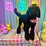 Muffin joined the competition — help win amazing prizes! dog, black_dog, bow, pet, groomed_dog, table, checkered_tablecloth, pastel_colors, bunny_decorations, neon_lights, indoor, colorful, cute, animal, furry, decor, celebration, pink_bow, standing, background