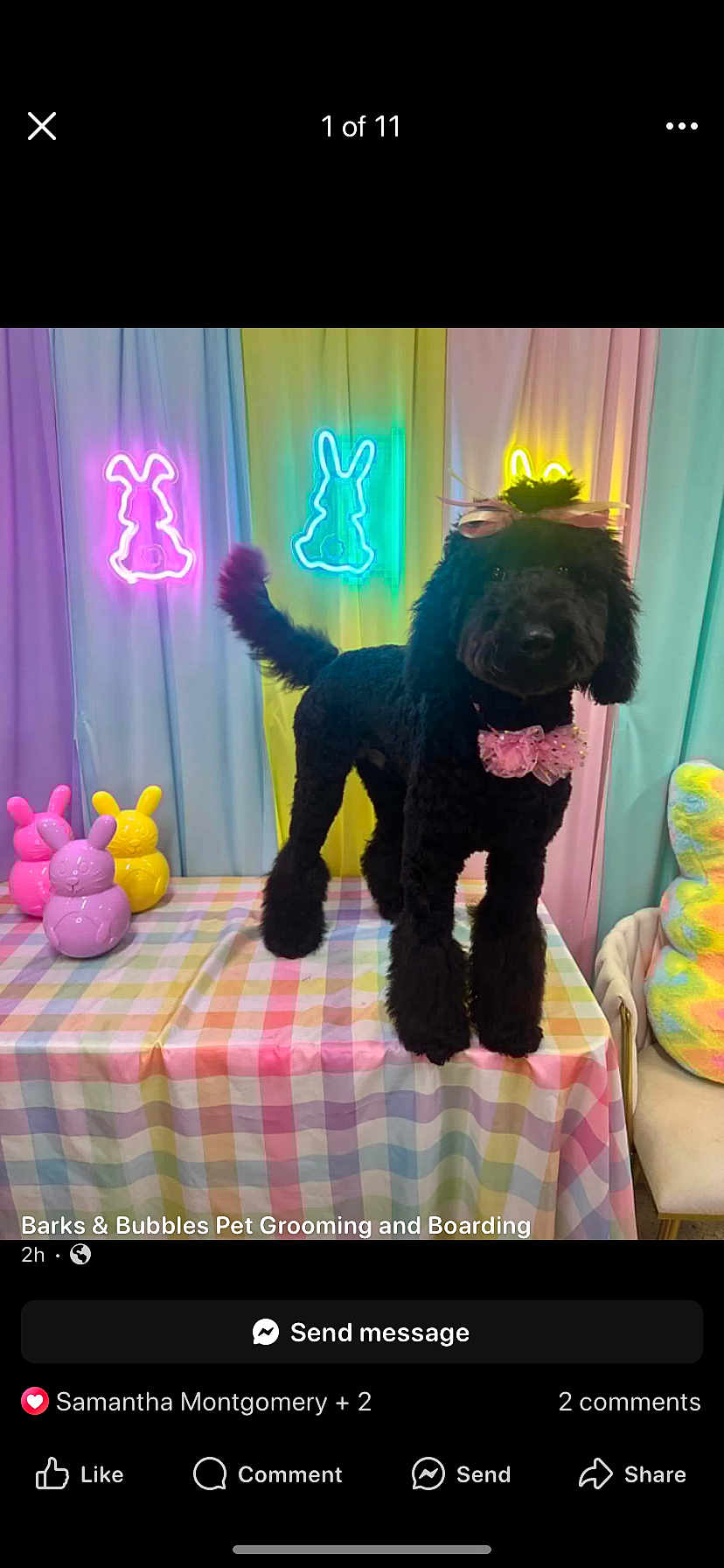 Muffin joined the competition — help win amazing prizes! dog, black_dog, bow, pet, groomed_dog, table, checkered_tablecloth, pastel_colors, bunny_decorations, neon_lights, indoor, colorful, cute, animal, furry, decor, celebration, pink_bow, standing, background