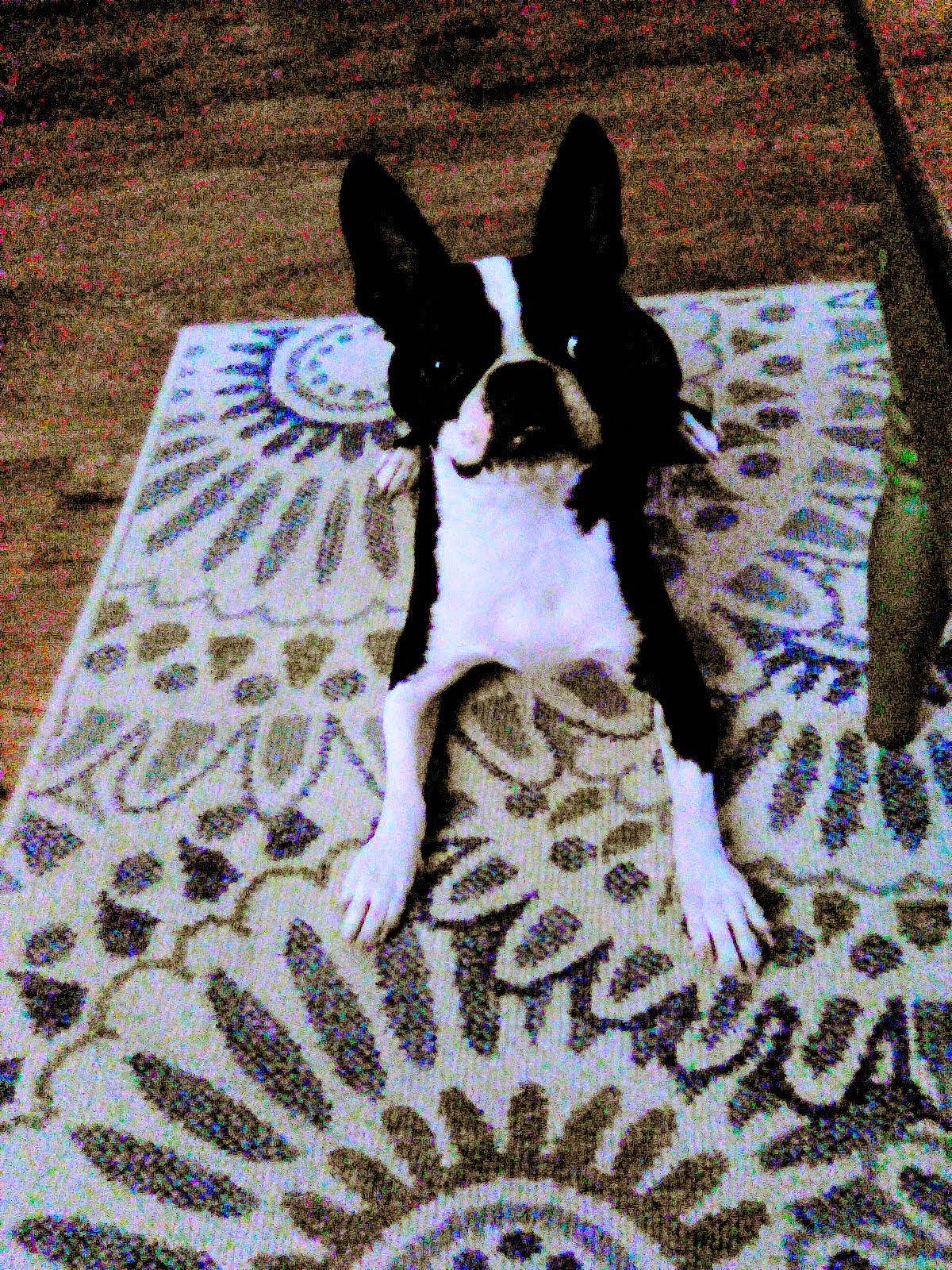 Rocketman joined the competition — help win amazing prizes! canidae, carnivore, comfort, companion_dog, dog, dog_breed, dog_supply, flooring, grass, linens, non_sporting_group, pattern, paw, sporting_group, tail, terrestrial_animal, toy_dog, working_animal