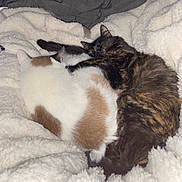 Ham is registered to the contest to win money with this photo: cat, cats, feline, pet, sleeping, cuddling, cozy, blanket, fur, white_cat, tortoiseshell_cat, nap, indoor, bed, paws, whiskers, curled_up, companionship, soft_texture, relaxed