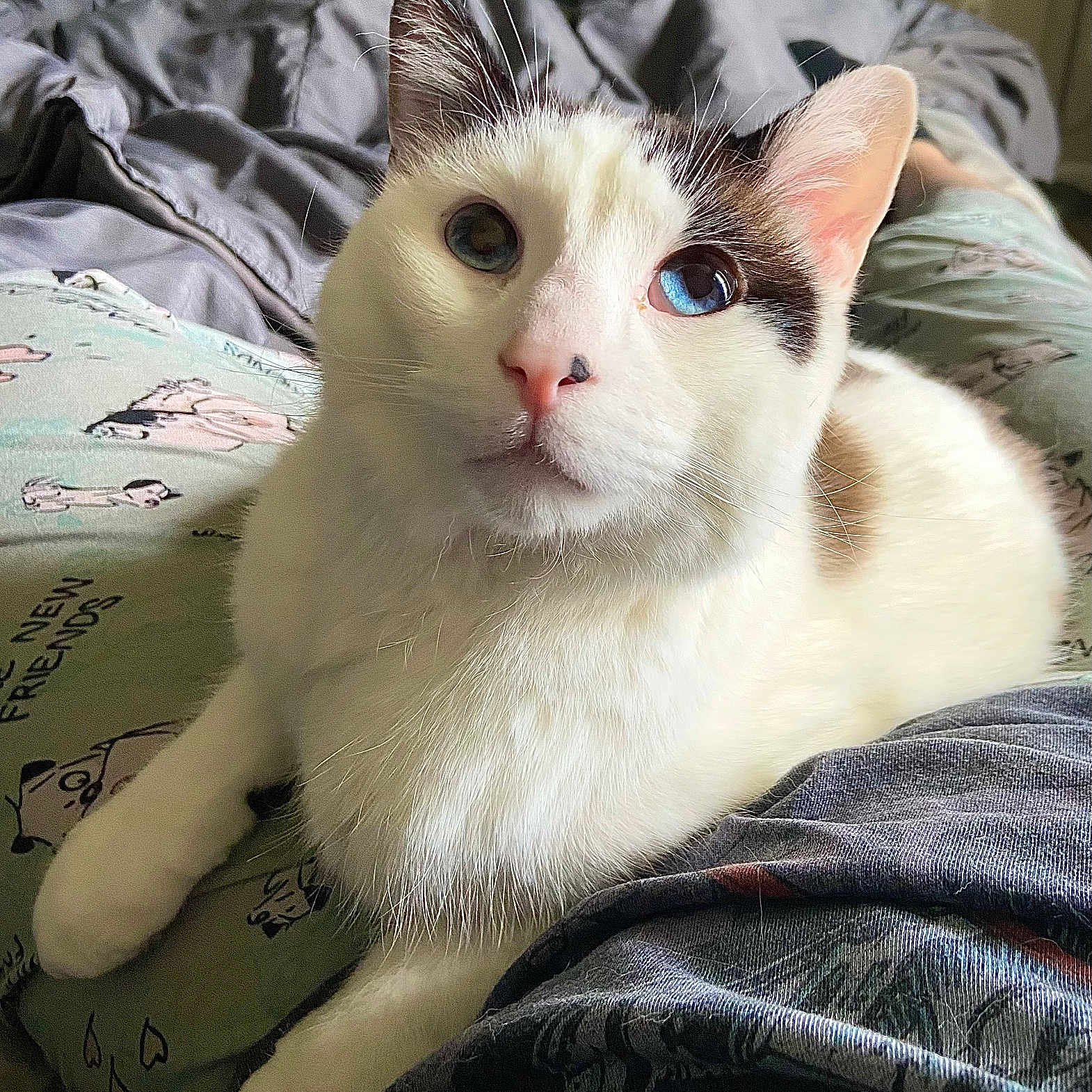 Ham