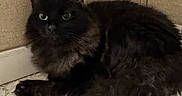 Binx is registered to the contest to win money with this photo: animal, black_cat, cat, closeup, curled_up, domestic_cat, ears, electrical_outlet, floor, fluffy, fur, indoor, looking, mammal, pet, quiet, resting, tail, wall, whiskers