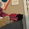animal, bag, black_cat, blanket, cat, couch, cozy, door, fabric, furniture, hat, hidden, home, indoor, light_switch, pet, pillow, quiet, resting, wall