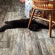 Binks joined the competition — help win amazing prizes! cat, black_cat, floor, wooden_floor, chair, wooden_chair, tablecloth, floral_pattern, indoor, pet, animal, stretching, curious, shadow, furniture, home, relaxed, domestic, cozy, quiet