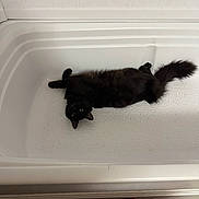 Binks joined the competition — help win amazing prizes! animal, bathroom, bathtub, black_cat, cat, contrast, curious, domestic_animal, feline, floor, fluffy, fur, green_eyes, indoor, looking, lying_down, pet, relaxing, towel, white