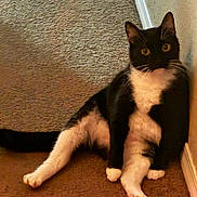 Bandit is registered to the contest to win money with this photo: cat, black_and_white, sitting, carpet, wall, relaxed, indoor, pet, feline, curious, wide_eyes, paw, whiskers, animal, cute, domestic, house_pet, fur, portrait, looking