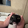Bandit joined the competition — help win amazing prizes! cat, black_and_white, wide_eyes, fangs, hands, bathroom, mirror, sink, surprised, pet, feline, whiskers, indoor, expression, close_up, animal, domestic, fur, face, human_hands