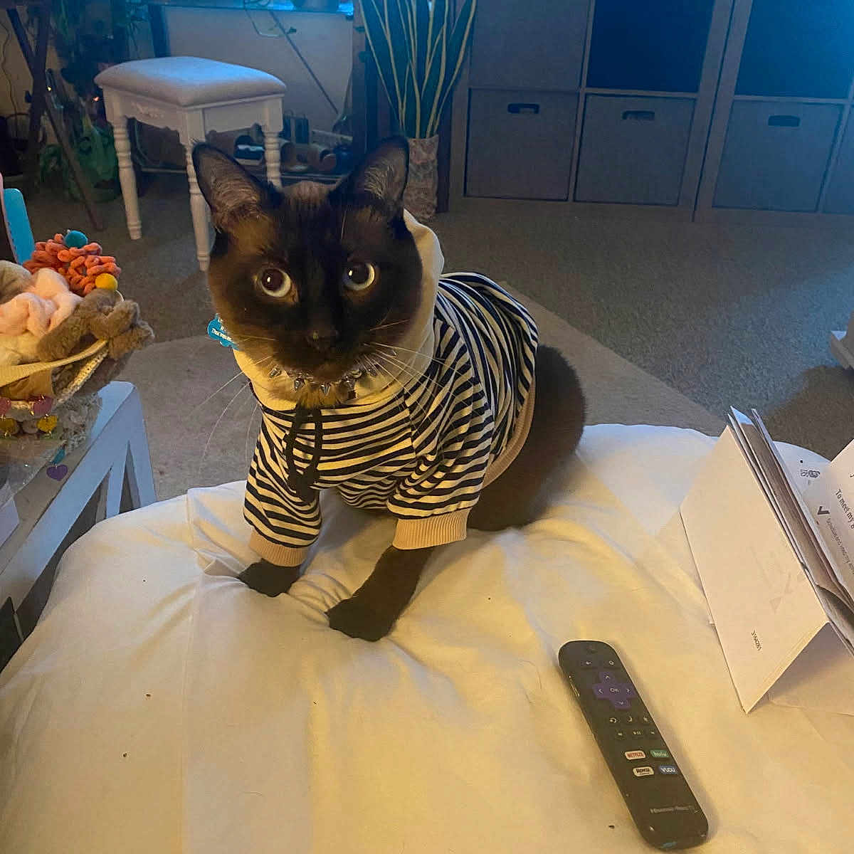 Smokey is registered to the contest to win money with this photo: alert, animal, brown_cat, carpet, cat, cozy_room, curious, cute, decor, domestic_cat, furniture, home, indoor, looking_at_camera, pet_clothing, plant, remote_control, stool, striped_hoodie, white_surface