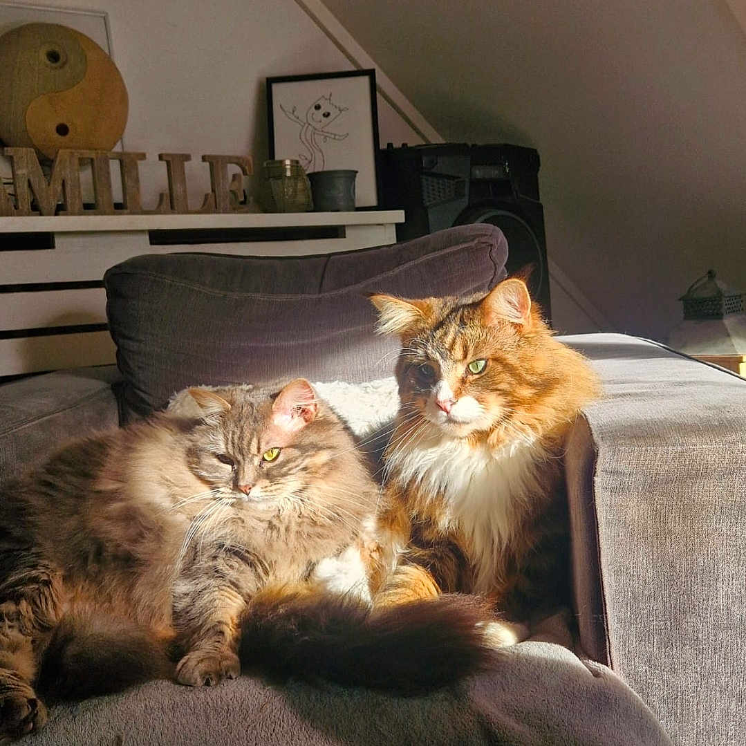 Shadow Et Naïa participe au concours pour gagner de l'argent avec cette photo : animal, cat, cats, couch, cozy, domestic_animal, fluffy, fur, furniture, gray_couch, home, indoor, living_room, pet, relaxed, resting, sunlight, tail, two_animals, whiskers
