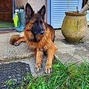 Olympia a rejoint le concours — aidez-le/la à gagner de superbes lots ! dog, german_shepherd, pet, animal, outdoor, grass, concrete, porch, plant_pot, door, boots, garden, fur, ears, paw, muzzle, watchful, relaxed, nature, daylight