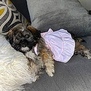 Cookie Chanel joined the competition — help win amazing prizes! dog, puppy, pet, cute, pink_dress, couch, pillows, gray, fluffy, fur, small_dog, indoor, relaxed, animal, canine, friendly, domestic, comfort, cozy, lying_down