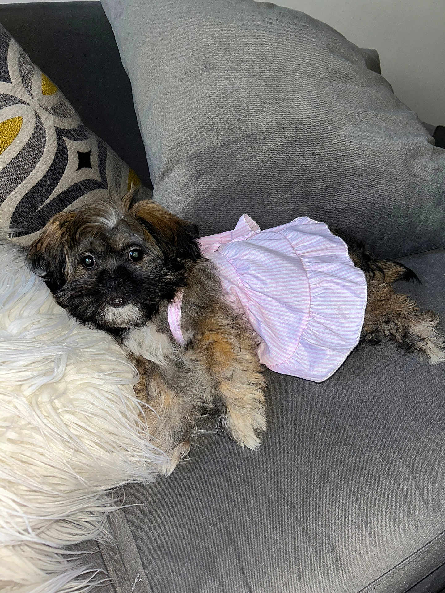 Cookie Chanel joined the competition — help win amazing prizes! dog, puppy, pet, cute, pink_dress, couch, pillows, gray, fluffy, fur, small_dog, indoor, relaxed, animal, canine, friendly, domestic, comfort, cozy, lying_down