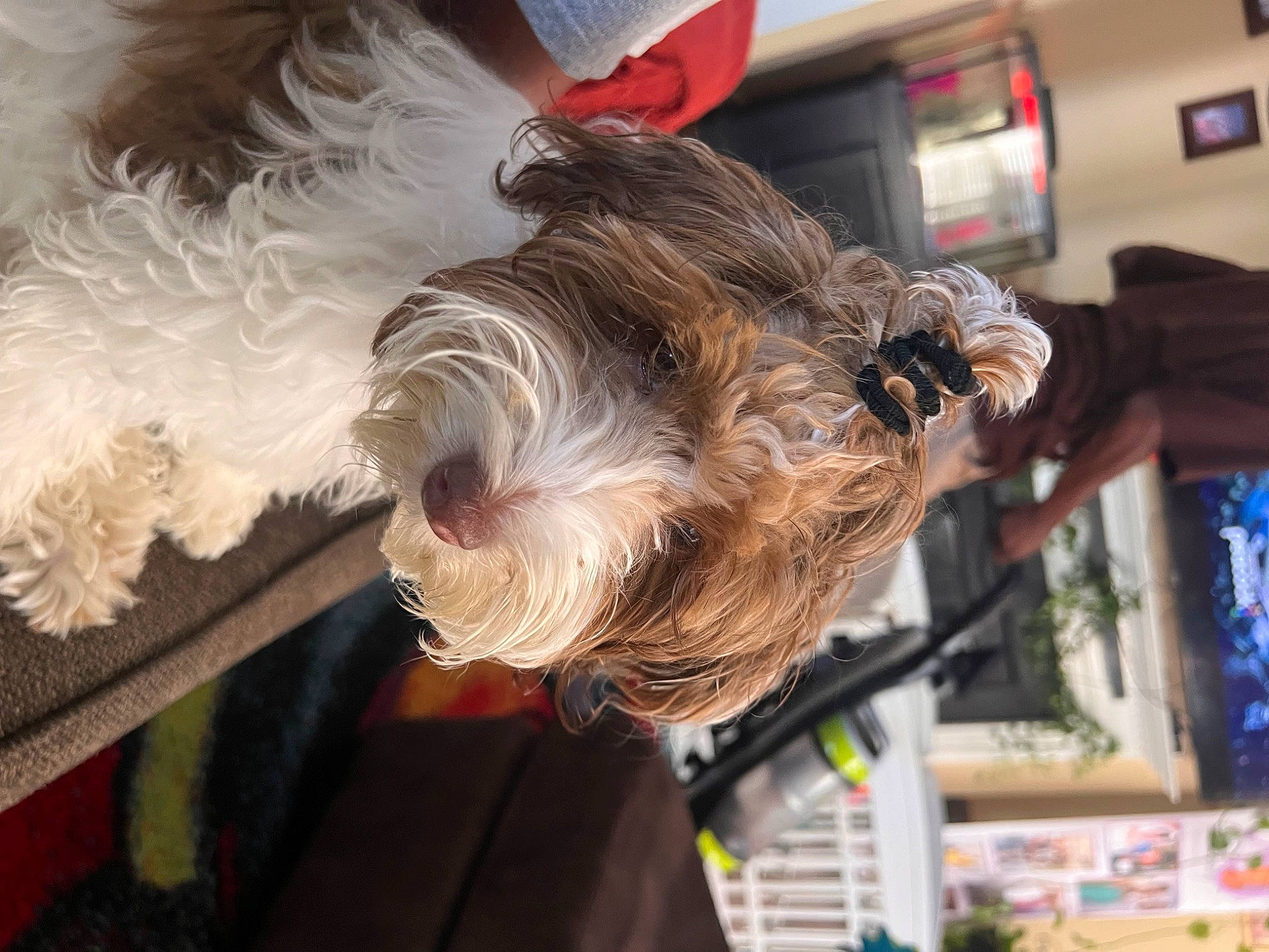 Coconut is registered to the contest to win money with this photo: canidae, carnivore, collar, companion_dog, dog, dog_breed, dog_clothes, dog_collar, dog_supply, fur, schnauzer, small_terrier, snout, sporting_group, terrier, toy_dog, wood, working_animal