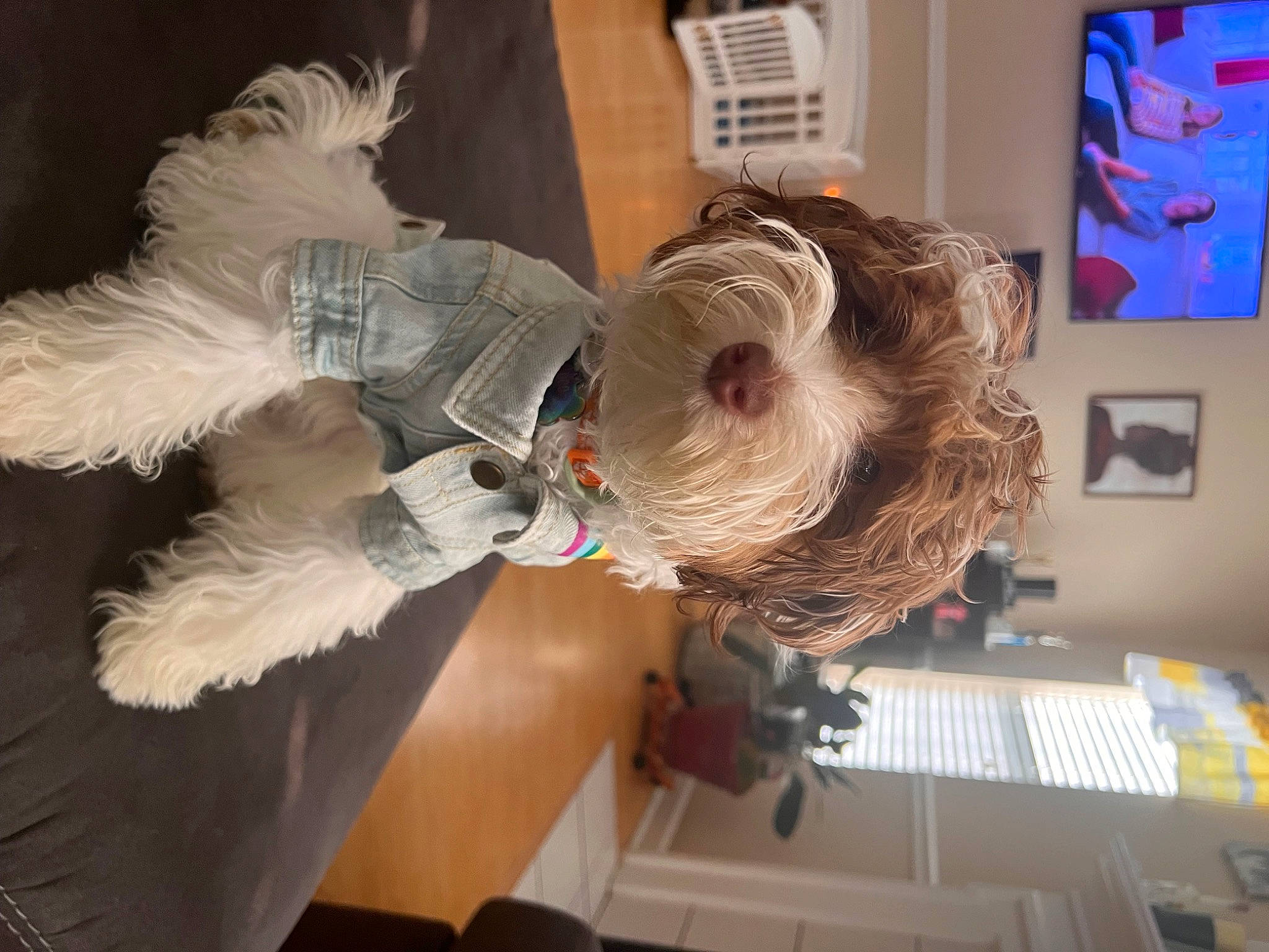 Coconut is registered to the contest to win money with this photo: companion_dog, costume, costume_design, dress, fashion_design, feather, fictional_character, fun, fur, hair_coloring, mask, picture_frame, plant, room, sporting_group, toy, tree, vertebrate, visual_arts, wing