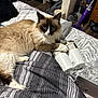 Willow is registered to the contest to win money with this photo: cat, ragdoll, bed, bedding, stripes, paw, bottle, indoor, furniture, shelf, shoes, floor, home, cozy, fur, animal, relaxing, domestic, pet, claw