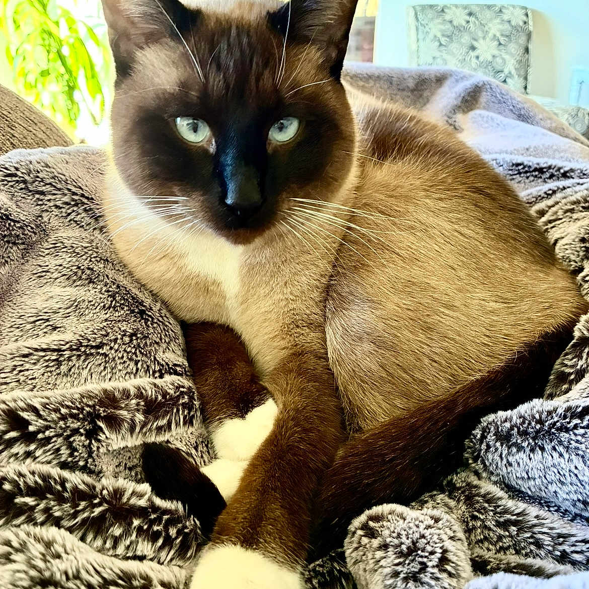 Roger is registered to the contest to win money with this photo: animal, blanket, blue_eyes, cat, closeup, cozy, ears, fur, furniture, indoor, mammal, natural_light, paws, pet, relaxed, siamese, soft, texture, whiskers, window