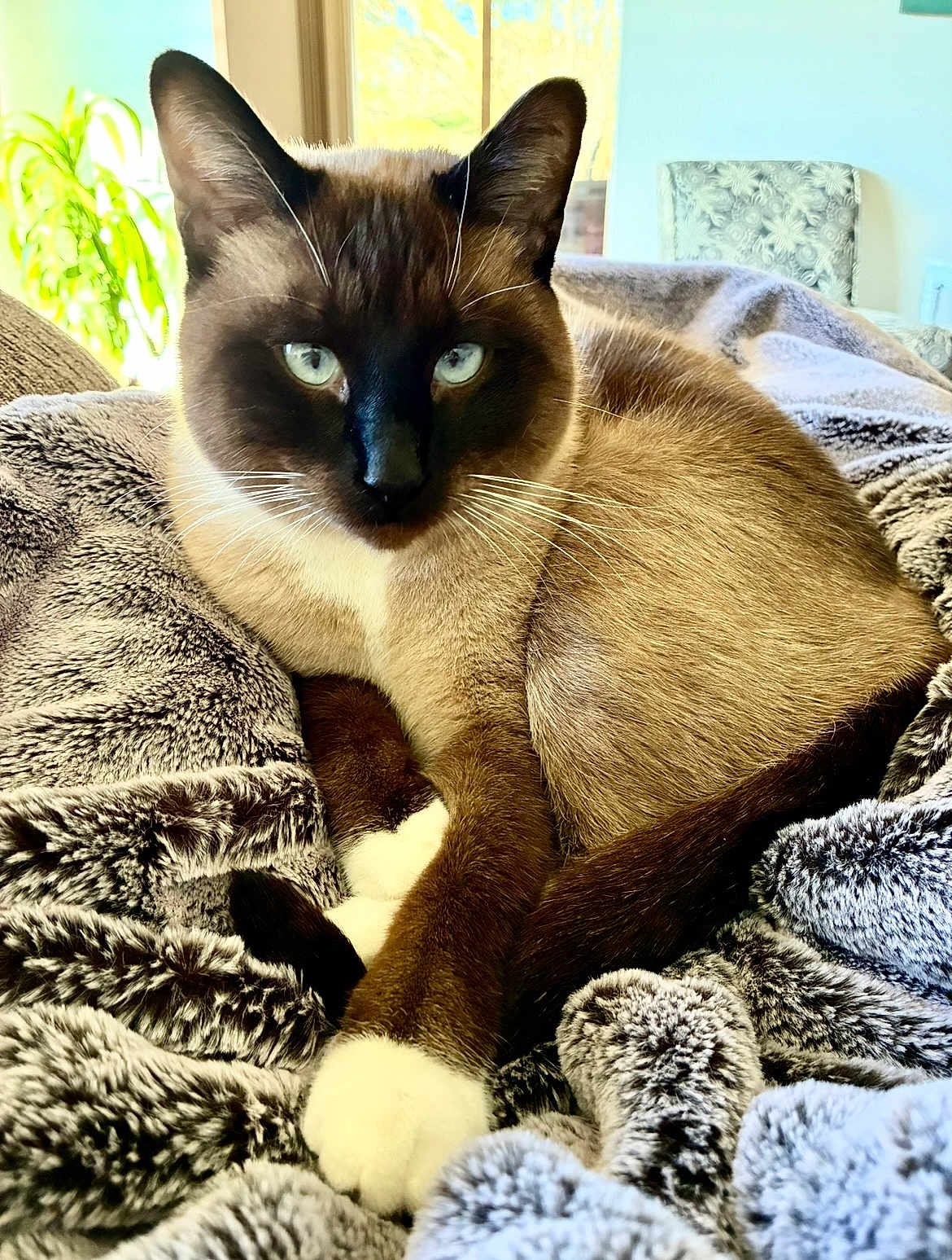 Roger is registered to the contest to win money with this photo: cat, siamese, blue_eyes, fur, paws, blanket, indoor, window, natural_light, pet, relaxed, cozy, furniture, soft, texture, animal, mammal, whiskers, ears, closeup