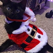 Batman joined the competition — help win amazing prizes! animal, black_cat, carpet, cat, clothing, costume, curious, cute, decor, domestic_animal, festive, furry, holiday, home, indoor, kitten, pet, santa_outfit, small, wide_eyes