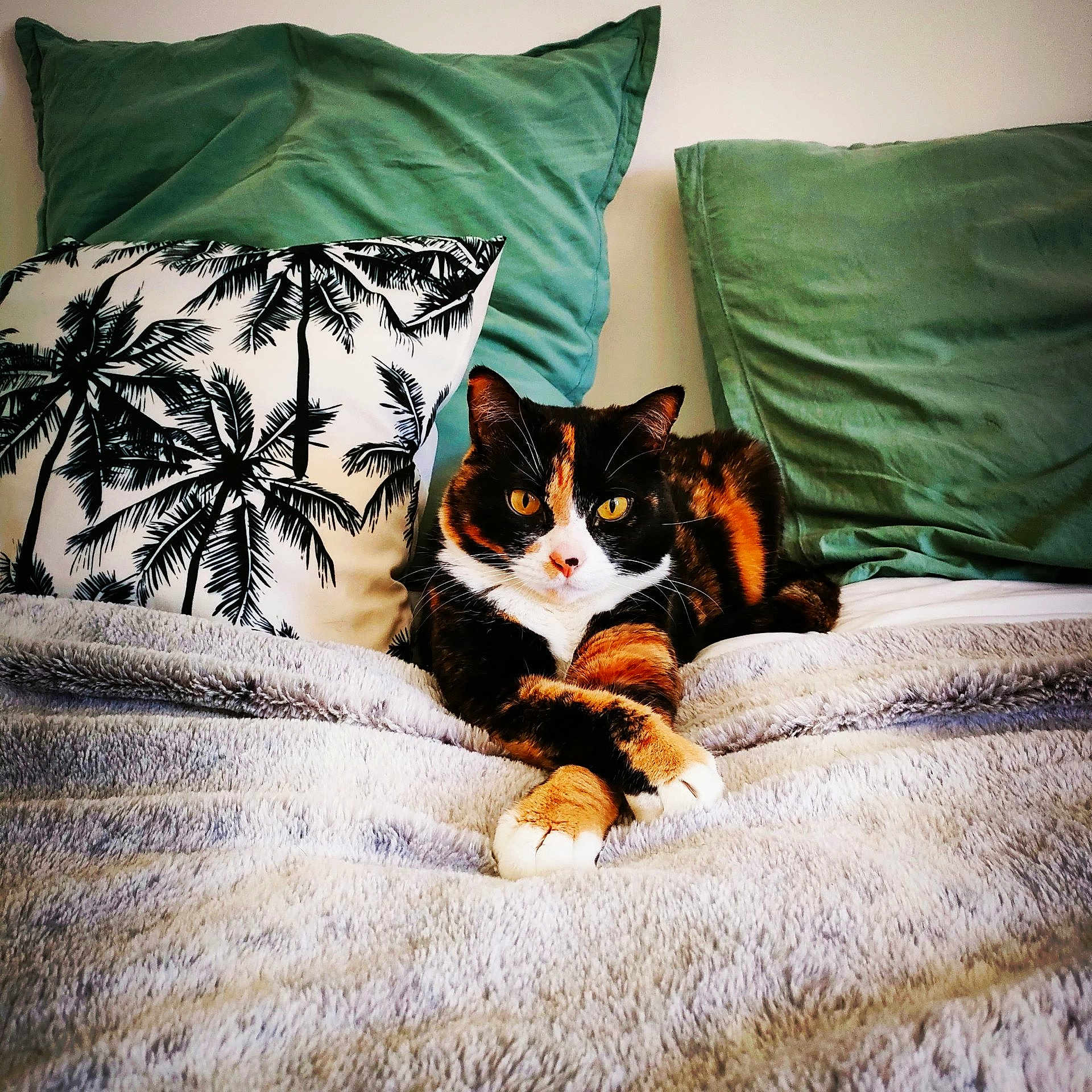 Maya participe au concours pour gagner de l'argent avec cette photo : animal, architecture, bed, bedroom, blanket, cat, couch, cushion, furniture, homedecor, indoors, kitten, leaf, linen, manx, pet, pillow, plant, quilt, room