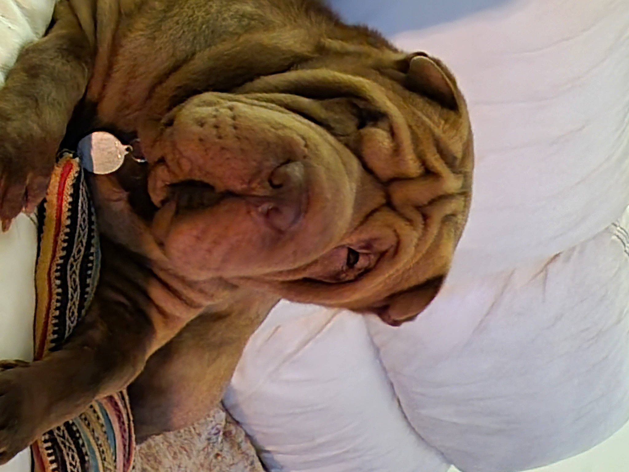 Sherley a rejoint le concours — aidez-le/la à gagner de superbes lots ! ancient_dog_breeds, canidae, carnivore, comfort, companion_dog, dog, dog_breed, fawn, flesh, fur, happy, liver, non_sporting_group, snout, sporting_group, terrestrial_animal, working_animal, wrinkle