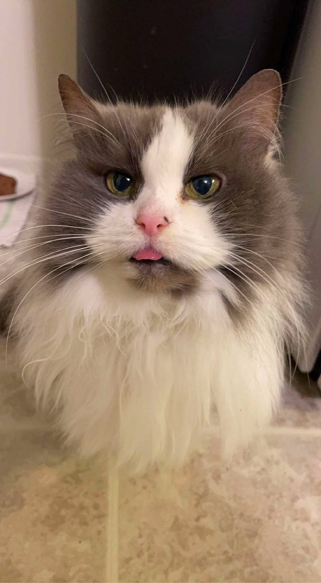 Mia is registered to the contest to win money with this photo: carnivore, cat, cup, felidae, fur, science, serveware, small_to_medium_sized_cats, snout, terrestrial_animal, whiskers