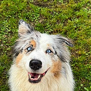 Rubie participe au concours pour gagner de l'argent avec cette photo : dog, australian_shepherd, blue_eyes, fluffy, smiling, happy, grass, outdoor, pet, canine, animal, fur, nature, looking_up, portrait, friendly, cute, playful, tongue, ears