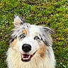 dog, australian_shepherd, blue_eyes, fluffy, smiling, happy, grass, outdoor, pet, canine, animal, fur, nature, looking_up, portrait, friendly, cute, playful, tongue, ears