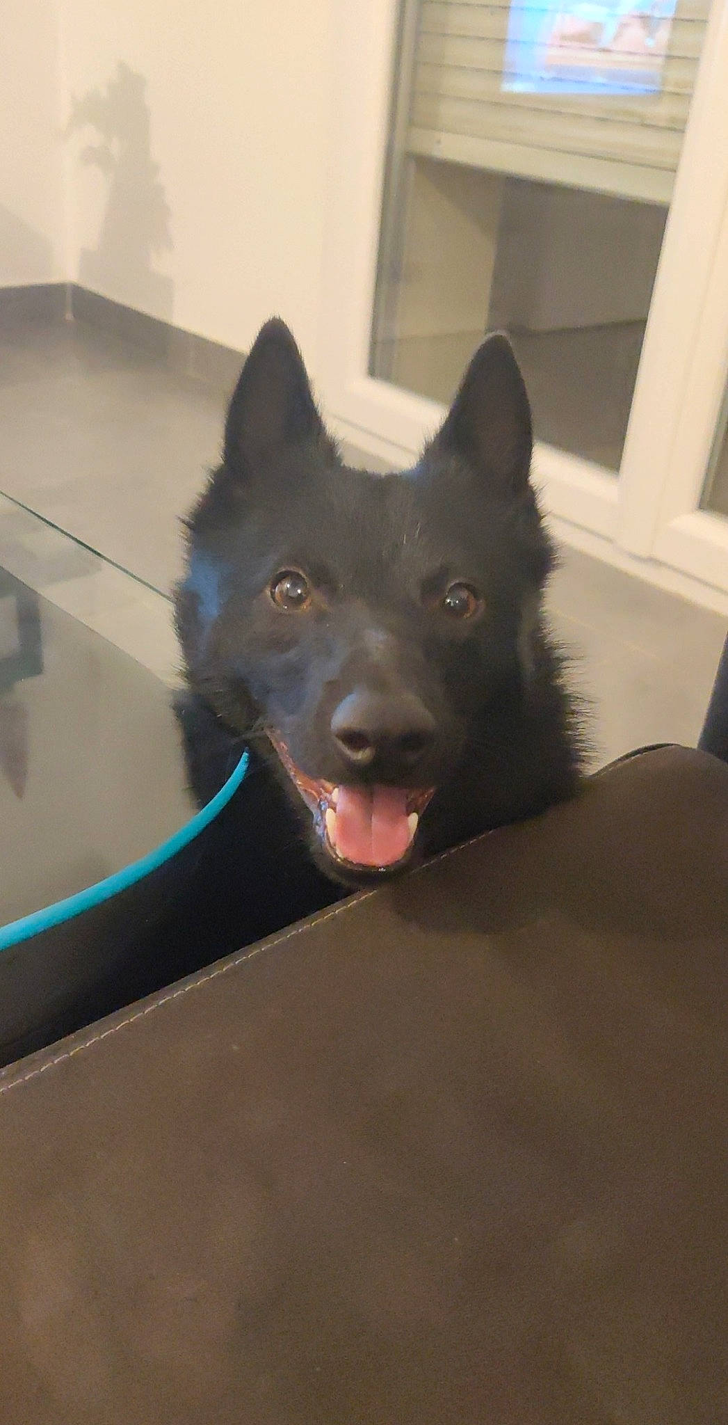 Rox a rejoint le concours — aidez-le/la à gagner de superbes lots ! black_norwegian_elkhound, canidae, canis, carnivore, companion_dog, dog, dog_breed, electric_blue, felidae, fur, jaw, non_sporting_group, schipperke, small_to_medium_sized_cats, snout, sporting_group, terrestrial_animal, whiskers, working_animal, working_dog