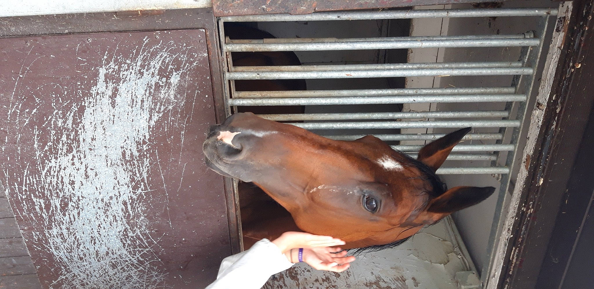 Gandor a rejoint le concours — aidez-le/la à gagner de superbes lots ! fawn, horse, liver, mare, snout