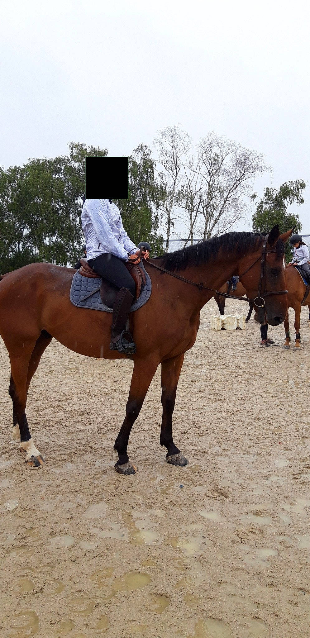 Gandor a rejoint le concours — aidez-le/la à gagner de superbes lots ! animal_sports, bridle, english_riding, equestrian, equestrian_sport, equestrianism, equitation, halter, horse, horse_supplies, horse_tack, hunt_seat, mammal, mane, mare, outdoor_recreation, recreation, rein, saddle, vertebrate