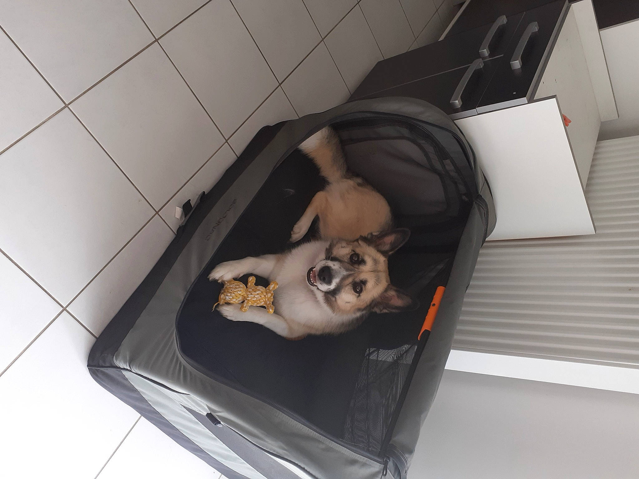 Eva participe au concours pour gagner de l'argent avec cette photo : automotive_design, baggage, canidae, carnivore, comfort, companion_dog, dog, dog_breed, dog_supply, fawn, flooring, nap, non_sporting_group, pet_supply, room, snout, sporting_group, suitcase