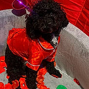 Pepper joined the competition — help win amazing prizes! dog, poodle, black_fur, heart_headband, red_outfit, rose_petals, stuffed_rose, grey_couch, red_background, valentine_theme, cute, sitting, indoor, plush_toy, closeup, pet_portrait, cozy, soft_texture, holiday_costume, head_tilt