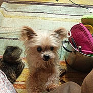 Zoom Zoom is registered to the contest to win money with this photo: animal, bag, blurred_cat, blurry, carpet, cat, cozy, curious, dog, ears, floor, fur, furniture, household_items, indoor, looking, pet, pot, small_dog, striped_carpet