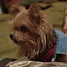 Zoom Zoom is registered to the contest to win money with this photo: animal, blurred, canine, closeup, companion, couch, cozy, denim_jacket, dog, domestic, fluffy, fur, home, indoor, pet, portrait, red_bowl, resting, side_view, small_dog