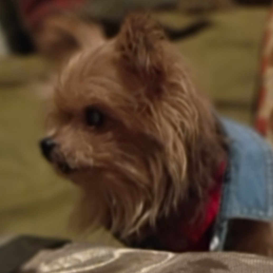 Zoom Zoom is registered to the contest to win money with this photo: animal, blurred, canine, closeup, companion, couch, cozy, denim_jacket, dog, domestic, fluffy, fur, home, indoor, pet, portrait, red_bowl, resting, side_view, small_dog