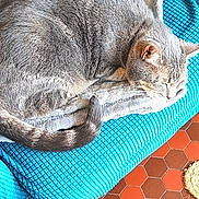 Minette a rejoint le concours — aidez-le/la à gagner de superbes lots ! cat, gray_cat, sleeping, blanket, blue_couch, pink_ball, indoor, pet, cozy, resting, fur, tail, floor, tile_floor, rug, home, relaxing, animal, feline, comfortable