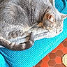 cat, gray_cat, sleeping, blanket, blue_couch, pink_ball, indoor, pet, cozy, resting, fur, tail, floor, tile_floor, rug, home, relaxing, animal, feline, comfortable